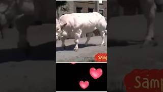 ᭚ᬲᬫ᭄ᬧᬶ᭟ (Sampi) sapi - cow - #sampi #sapi #cow #cows