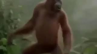 CONTROVERSIAL MONKE GONE WRONG 3:AM CHALLENGE