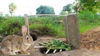 Unique Rabbit Trap - Unique Quick Rabbit Trap Using Deep Fall Work 100%