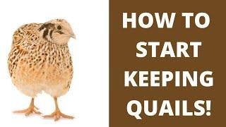 HOW TO START KEEPING QUAILS: