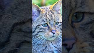 Rare European Wildcat Spotted! | Amazing Forest Feline Facts