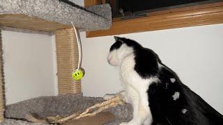 Tuxedo Cat Flippy Is Investigating The Mystery Of The Pearl Jam Ball On His Cat Tree!