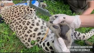 Preparing for the release into the wild of a leopard named Achipse