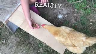 Expectation vs. Reality: Chicken Obstacle Course #shorts #chickens #funny