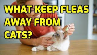 Flea Treatment And Prevention For Cats [Vet-Recommended]