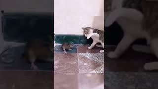 Кот бьёт крысу 