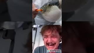 Pufferfish eating carrot Pedro Pascal meme