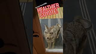 HEALTHY COYOTE!️ #weavethecoyote #duck #howie #nature #dog #cute #animals #food #foodie #recipe