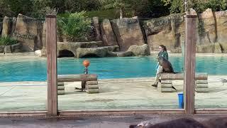 Sea Lion Demonstration @ Blackpool Zoo, Lancashire, UK (19 October 2023)