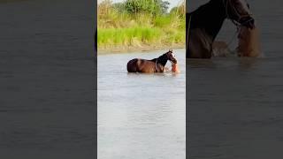 Horse taking a bath in big River #changde #madeinchina #farming