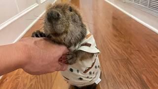 Woman Brought Home A Baby Beaver. Now They're Best Friends