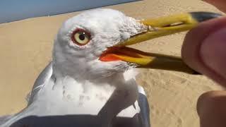 Caught Seagull with bare hands