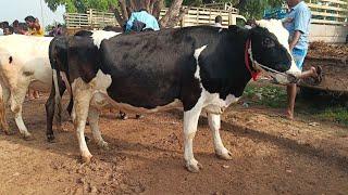 pregnancy  Cow Price list Karimangalam Tuesday Market// Gk brothers