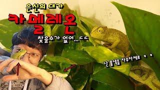 혓바닥15cm 카멜레온의 놀라온 능력! 무지개색 변신 능력! [정브르]/Senegal chameleon, Grace pool chameleon breeding!