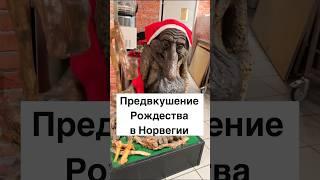 Предвкушение Рождества в Норвегии #норвегия