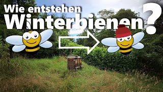 Wie entstehen Winterbienen? Switching2Wintermode (V2)