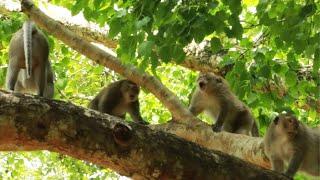 Monkey  Joey VS  Mak  And Aesop- Roy - Loki  Monkey  on Buddha Tree/Maz..170..Amber Monkey