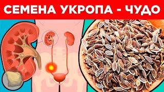 СЕМЕНА ВОЗРОЖДЕНИЯ!  Только одна ложка СЕМЯН УКРОПА и организм будто Новый. Не ожидал такого!