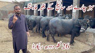 Mangol Nili Ravi Buffalo Dairy Farm Faislabad #buffalo  #cow #dailyvlog