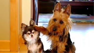  Funny Guilty Dogs  Compilation