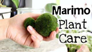 Marimo Moss Ball Plant Care Tips & Tricks | Marimo Plant Care.