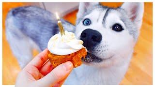 Husky Helps Make BIRTHDAY PUPCAKES! (And taste tests every ingredient first!)