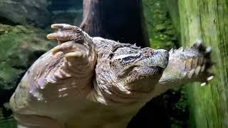 #turtle #sport #aquarium #adventures #usa