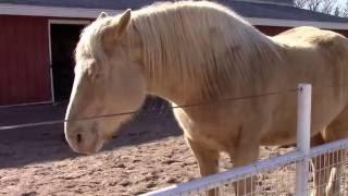 Critically Rare American Cream Draft Horse. Fewer than 2,000 in the world.