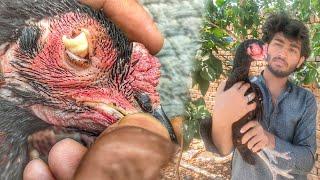 CORYZA in Chickens | Coryza Causes, Signs, Symptoms,How To Help Her |Aamir rajpoot aseels