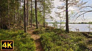 Virtual forest trail walk in beautiful Sweden - 4K Nature Walk Slow TV