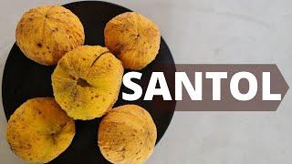 Santol - Tips, Tasting and Growing