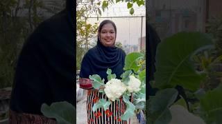 First Winter Cauliflower Harvest & Organic Ghiya | Rooftop Gardening Tips #rooftopgarden #harvest