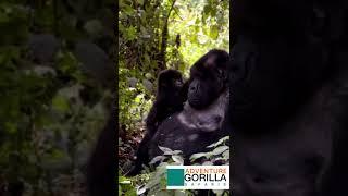 Mountain Gorilla trekking is the ultimate activity you must do in Volcanoes national park