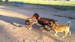 Aggressive Doberman Causes Chaos At Dog Park