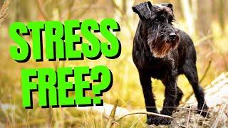 Top 7 Best Low Maintenance Small Dog Breeds - Dogs 101