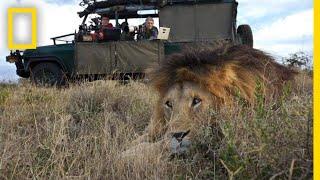 How Engineers Hack Cameras to Photograph and Study Sharks and Lions | National Geographic