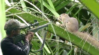 squirrel hunting‼️ air gun hunting