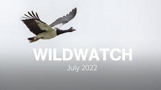 Lucy the Magpie Goose | July 2022