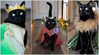 Rover is The King of The CatWalk | Feline Fashion Show #rover #catwalk