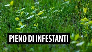 AIUTO! Il prato è pieno di INFESTANTI...