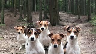 crazy JACK RUSSELL TERRIER Family 