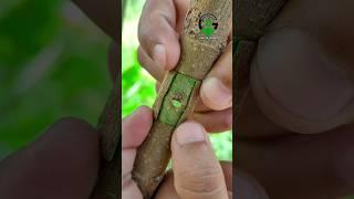 Patch bud grafting techniques #satisfying #video