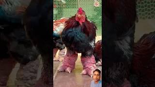 Most Expensive Chicken  birds  #chiken #janmejayfilms​ #janmejay​ #birds #pets #shorts