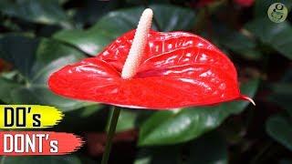 ANTHURIUM PLANT CARE TIPS – INDOOR FLOWERING PLANT