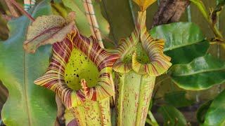 Plants on my fence, a winter nepenthes tour of the plants I grow outside