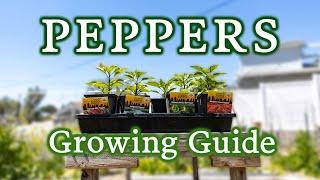 Potting Up Peppers Pro Tips & Getting Them Ready for Transplanting