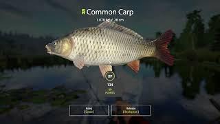 Russian Fishing 4 COMMON CARP Spots OLD BURG LAKE