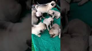 Adorable Puppy Compilation #Shorts