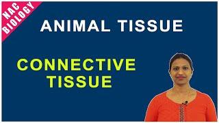 Connective tissue | NCERT | CBSE @NACBiology