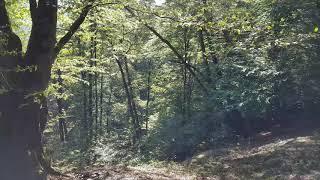 Forest in North of Iran, Mazandaran Province - Autumn 2020 - جنگل های مازندران